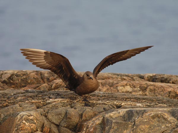 Merikihu, Parasitic Jaeger, Stercorarius parasiticus